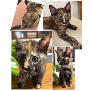 2025/6/26掲載■名前:子猫　25-K321■性別:メス■年齢:1ヵ月半くらい　(推定2025/5/8生まれ)■ノミダニ・寄生虫駆除済(フロントラインスプレー・ドロンタール済)■ワクチン接種済(3種1回)人と遊ぶのが好きでいつも側にいますトイレも完璧お留守番も完璧サビ柄で薄く縞模様■連絡先・受付時間　(両名受付可能・メールでの譲渡受付はしておりません)🐈大嶋　070-3390-3998　9：00～21：00　※留守番電話に切り替わった際はお名前・ご用件・希望の猫の番号等を残していただけると助かります🐈嵯峨　080-3489-9874　月～金曜日　18：30～21：00　土～日曜・祝日　9：00～21：00　※通話中の着信履歴が表示されません　　ショートメールの通知が鳴らないことが多いため　　電話がつながらない時はしばらくしてからおかけ直しをお願いいたします