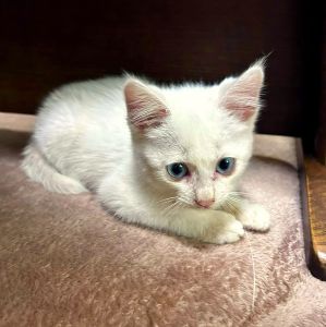 2025/6/28	掲載			■名前：子猫	25-K53■仮名：ゆき	■性別：メス	■年齢：1か月半くらい	■ノミダニ駆除　　済	■寄生虫駆除　　　済	■ワクチン接種　　予定		能代市で保護されています				白い毛色、ブルーの瞳の女の子		自分から保護主さん宅に入って来て香箱座りで眠っていました！人懐っこい子です		目は現在キトンブルーですが、成長と共に変化します		■連絡先：E・佐々木　　電話　080-3489-7436（仕事の都合により平日は18時半～21時までにお願いします）		