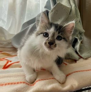 2025/6/28　更新2025/06/27　動画掲載2025/06/27　掲載			■名前：子猫	25-K57■仮名：かなで	■性別：オス	■年齢：1か月半くらい	(5/5生れ）■ノミダニ駆除　　済（薬品名：フロントラインスプレー）	■寄生虫駆除　　　済	■ワクチン接種　　済（3種混合　1回目）		能代市で保護されています				母猫の母乳で兄弟元気に育ちました		お鼻の模様が可愛らしい！		25-k54.55.56.57.58は兄弟です		ドライフードがしっかり食べられるようになってからのお届けです		■連絡先：E・佐々木　　電話　080-3489-7436		（仕事の都合により平日は18時半～21時までにお願いします）		