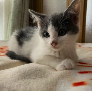 2025/6/28　更新2025/06/27　動画掲載2025/06/27　掲載			■名前：子猫	25-K55■仮名：ほたる	■性別：メス	■年齢：1か月半くらい	(5/5生れ）■ノミダニ駆除　　済（薬品名：フロントラインスプレー）	■寄生虫駆除　　　済	■ワクチン接種　　済（3種混合　1回目）		能代市で保護されています				性別「オス」でなく「メス」でした母猫の母乳で兄弟元気に育ちました		人馴れバッチリです！		25-k54.55.56.57.58は兄弟です		ドライフードがしっかり食べられるようになってからのお届けです		■連絡先：E・佐々木　　電話　080-3489-7436		（仕事の都合により平日は18時半～21時までにお願いします）		