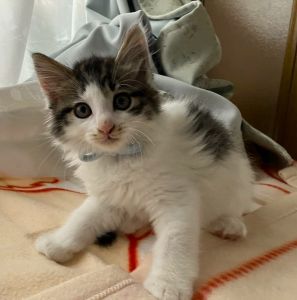 2025/6/28　更新2025/06/27　動画掲載2025/06/27　掲載			■名前：子猫	25-K56■仮名：みずき	■性別：オス	■年齢：1か月半くらい	(5/5生れ）■ノミダニ駆除　　済（薬品名：フロントラインスプレー）	■寄生虫駆除　　　済	■ワクチン接種　　済（3種混合　1回目）		能代市で保護されています				母猫の母乳で兄弟元気に育ちました		すこし毛長な男の子		25-k54.55.56.57.58は兄弟です		ドライフードがしっかり食べられるようになってからのお届けです		■連絡先：E・佐々木　　電話　080-3489-7436		（仕事の都合により平日は18時半～21時までにお願いします）		