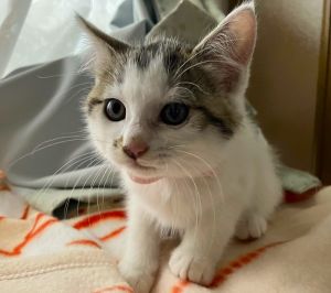 2025/6/28　更新2025/06/27　動画掲載2025/06/27　掲載			■名前：子猫	25-K58■仮名：ことは	■性別：メス	■年齢：1か月半くらい	(5/5生れ）■ノミ･ダニ駆除　　済（薬品名：フロントラインスプレー）	■寄生虫駆除　　　済	■ワクチン接種　　済（3種混合　1回目）		能代市で保護されています				母猫の母乳で兄弟元気に育ちました		5匹兄弟の中で紅一点！と思ったら、25-Ｋ55ほたるも女の子でした		25-k54.55.56.57.58は兄弟です		ドライフードがしっかり食べられるようになってからのお届けです		■連絡先：E・佐々木　　電話　080-3489-7436		（仕事の都合により平日は18時半～21時までにお願いします）		