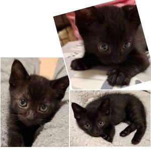 2025/6/29掲載		■名前:子猫　25-K322■性別:オス■年齢:1ヵ月半くらい　(推定2025/5/14生まれ)■ノミダニ・寄生虫駆除済(フロントラインスプレー・ドロンタール済)■ワクチン接種予定(7/1)元気いっぱい食欲旺盛ですひとり遊びも上手走り回っていますボランティアさん宅のお兄ちゃん猫達と仲良く出来ていますトイレ、留守番出来ます■連絡先・受付時間　(両名受付可能・メールでの譲渡受付はしておりません)🐈大嶋　070-3390-3998　9：00～21：00　※留守番電話に切り替わった際はお名前・ご用件・希望の猫の番号等を残していただけると助かります🐈嵯峨　080-3489-9874　月～金曜日　18：30～21：00　土～日曜・祝日　9：00～21：00　※通話中の着信履歴が表示されません　　ショートメールの通知が鳴らないことが多いため　　電話がつながらない時はしばらくしてからおかけ直しをお願いいたします
