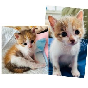 2025/6/29掲載		■名前:子猫　25-K323■性別:メス■年齢:1ヵ月半くらい　(推定2025/5/15生まれ)■ノミダニ・寄生虫駆除済(フロントラインスプレー・ドロンタール済)■ワクチン接種予定(7/1)ミャ〜と呼ぶとお返事しながら駆け寄ってくる人懐っこい子パステル調の三毛柄■連絡先・受付時間　(両名受付可能・メールでの譲渡受付はしておりません)🐈大嶋　070-3390-3998　9：00～21：00　※留守番電話に切り替わった際はお名前・ご用件・希望の猫の番号等を残していただけると助かります🐈嵯峨　080-3489-9874　月～金曜日　18：30～21：00　土～日曜・祝日　9：00～21：00　※通話中の着信履歴が表示されません　　ショートメールの通知が鳴らないことが多いため　　電話がつながらない時はしばらくしてからおかけ直しをお願いいたします