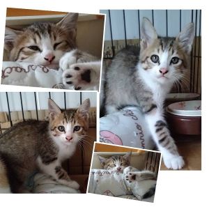 2025/6/30掲載		■名前:子猫　25-K335■性別:オス■年齢:2ヵ月くらい　(推定2025/5/1生まれ)■ノミダニ・寄生虫駆除済(フロントラインスプレー・ドロンタール済)■ワクチン接種済(３種１回)■血液検査済(猫エイズ・猫白血病共に陰性)(幼いので後日再検査をおすすめいたします)兄妹みんな抱っこできます■連絡先・受付時間　(両名受付可能・メールでの譲渡受付はしておりません)🐈大嶋　070-3390-3998　9：00～21：00　※留守番電話に切り替わった際はお名前・ご用件・希望の猫の番号等を残していただけると助かります🐈嵯峨　080-3489-9874　月～金曜日　18：30～21：00　土～日曜・祝日　9：00～21：00　※通話中の着信履歴が表示されません　　ショートメールの通知が鳴らないことが多いため　　電話がつながらない時はしばらくしてからおかけ直しをお願いいたします