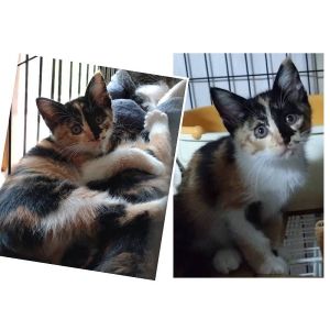 2025/6/30掲載		■名前:子猫　25-K334■性別:メス■年齢:2ヵ月くらい　(推定2025/5/1生まれ)■ノミダニ・寄生虫駆除済(フロントラインスプレー・ドロンタール済)■ワクチン接種済(３種１回)■血液検査済(猫エイズ・猫白血病共に陰性)(幼いので後日再検査をおすすめいたします)兄妹みんな抱っこできます■連絡先・受付時間　(両名受付可能・メールでの譲渡受付はしておりません)🐈大嶋　070-3390-3998　9：00～21：00　※留守番電話に切り替わった際はお名前・ご用件・希望の猫の番号等を残していただけると助かります🐈嵯峨　080-3489-9874　月～金曜日　18：30～21：00　土～日曜・祝日　9：00～21：00　※通話中の着信履歴が表示されません　　ショートメールの通知が鳴らないことが多いため　　電話がつながらない時はしばらくしてからおかけ直しをお願いいたします