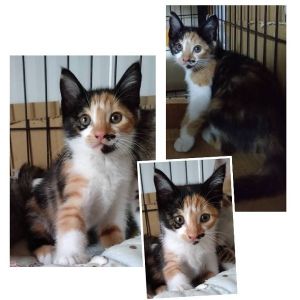 2025/6/30掲載		■名前:子猫　25-K333■性別:メス■年齢:2ヵ月くらい　(推定2025/5/1生まれ)■ノミダニ・寄生虫駆除済(フロントラインスプレー・ドロンタール済)■ワクチン接種済(３種１回)■血液検査済(猫エイズ・猫白血病共に陰性)(幼いので後日再検査をおすすめいたします)兄妹みんな抱っこできます■連絡先・受付時間　(両名受付可能・メールでの譲渡受付はしておりません)🐈大嶋　070-3390-3998　9：00～21：00　※留守番電話に切り替わった際はお名前・ご用件・希望の猫の番号等を残していただけると助かります🐈嵯峨　080-3489-9874　月～金曜日　18：30～21：00　土～日曜・祝日　9：00～21：00　※通話中の着信履歴が表示されません　　ショートメールの通知が鳴らないことが多いため　　電話がつながらない時はしばらくしてからおかけ直しをお願いいたします