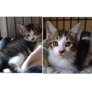 2025/6/30掲載		■名前:子猫　25-K336■性別:オス■年齢:2ヵ月くらい　(推定2025/5/1生まれ)■ノミダニ・寄生虫駆除済(フロントラインスプレー・ドロンタール済)■ワクチン接種済(３種１回)■血液検査済(猫エイズ・猫白血病共に陰性)(幼いので後日再検査をおすすめいたします)兄妹みんな抱っこできます■連絡先・受付時間　(両名受付可能・メールでの譲渡受付はしておりません)🐈大嶋　070-3390-3998　9：00～21：00　※留守番電話に切り替わった際はお名前・ご用件・希望の猫の番号等を残していただけると助かります🐈嵯峨　080-3489-9874　月～金曜日　18：30～21：00　土～日曜・祝日　9：00～21：00　※通話中の着信履歴が表示されません　　ショートメールの通知が鳴らないことが多いため　　電話がつながらない時はしばらくしてからおかけ直しをお願いいたします