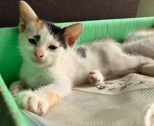 2025/7/1	掲載			■名前：	子猫	25-K60■性別：	メス	■年齢：	1か月半くらい(5/22生）	■ノミダニ駆除　　予定	■寄生虫駆除　　　予定	■ワクチン接種　　予定■血液検査	母猫が猫エイズ、猫白血病ともに陰性	（まだ幼いので、生後6か月くらいでの検査をおすすめします）		能代市で保護されています				母猫の母乳で兄弟元気に成長中！		とびミケ柄の女の子		25-K59.60.61.62は兄弟です		ドライフードがきちんと食べられるようになってからのお届けです		■連絡先：E・佐々木　　電話　080-3489-7436		（仕事の都合により平日は18時半～21時までにお願いします）		
