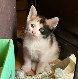2025/7/1	掲載			■名前：	子猫	25-K61■性別：	メス	■年齢：	1か月半くらい(5/22生）	■ノミダニ駆除　　予定	■寄生虫駆除　　　予定	■ワクチン接種　　予定■血液検査	母猫が猫エイズ、猫白血病ともに陰性	（まだ幼いので、生後6か月くらいでの検査をおすすめします）		能代市で保護されています				母猫の母乳で兄弟元気に成長中！		ミケ柄の女の子		25-K59.60.61.62は兄弟です		ドライフードがきちんと食べられるようになってからのお届けです		■連絡先：E・佐々木　　電話　080-3489-7436		（仕事の都合により平日は18時半～21時までにお願いします）		
