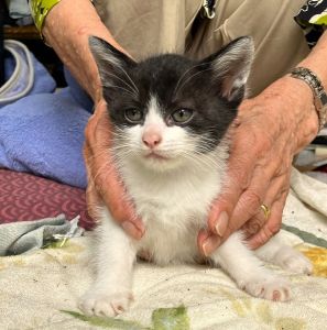 2025/7/1	掲載			■名前：	子猫	25-K62■性別：	オス	■年齢：	1か月半くらい(5/22生）	■ノミダニ駆除　　予定	■寄生虫駆除　　　予定	■ワクチン接種　　予定■血液検査	母猫が猫エイズ、猫白血病ともに陰性	（まだ幼いので、生後6か月くらいでの検査をおすすめします）		能代市で保護されています				母猫の母乳で兄弟元気に成長中！		ハチワレの男の子		25-K59.60.61.62は兄弟です		ドライフードがきちんと食べられるようになってからのお届けです		■連絡先：E・佐々木　　電話　080-3489-7436		（仕事の都合により平日は18時半～21時までにお願いします）		