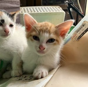2025/7/1	掲載			■名前：	子猫	25-K59■性別：	オス	■年齢：	1か月半くらい(5/22生）	■ノミダニ駆除　　予定	■寄生虫駆除　　　予定	■ワクチン接種　　予定■血液検査	母猫が猫エイズ、猫白血病ともに陰性	（まだ幼いので、生後6か月くらいでの検査をおすすめします）		能代市で保護されています				母猫の母乳で兄弟元気に成長中！		茶白の男の子				25-K59.60.61.62は兄弟ですドライフードがきちんと食べられるようになってからのお届けです		■連絡先：E・佐々木　　電話　080-3489-7436		（仕事の都合により平日は18時半～21時までにお願いします）		