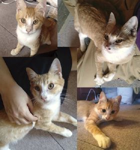 2025/7/1	掲載			■名前：	成猫	25-C21■仮名：	ひまわり	■性別：	メス	■年齢：	6～8か月くらい	■ノミダニ駆除　　済	■寄生虫駆除　　　済	■ワクチン接種　　予定	■避妊・去勢　　予定	■血液検査　　　猫エイズ、猫白血病ともに陰性	秋田市で保護されています				誰にでもゴロゴロ言ってお腹を見せる甘えん坊さんです				犬の散歩中、家までついてきてしまい保護されました		彷徨った時に鳴きすぎたのか、声がガラガラです				■連絡先：E・佐々木　　電話　080-3489-7436		（仕事の都合により平日は18時半～21時までにお願いします）		