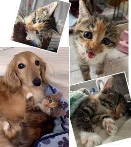 2025/7/3掲載■名前:子猫　25-K326■性別:メス■年齢:1ヵ月半くらい　(推定2025/5/12生まれ)■ノミダニ・寄生虫駆除済(フロントラインスプレー・ドロンタール済)■ワクチン接種済(3種1回)甘えん坊の三毛猫さん預かりボランティアさん宅のわんこをお母さんだと思ってじゃれて遊んでいます犬のいるお宅でも大丈夫かと思われますまっすぐしっぽ■連絡先・受付時間　(両名受付可能・メールでの譲渡受付はしておりません)🐈大嶋　070-3390-3998　9：00～21：00　※留守番電話に切り替わった際はお名前・ご用件・希望の猫の番号等を残していただけると助かります🐈嵯峨　080-3489-9874　月～金曜日　18：30～21：00　土～日曜・祝日　9：00～21：00　※通話中の着信履歴が表示されません　　ショートメールの通知が鳴らないことが多いため　　電話がつながらない時はしばらくしてからおかけ直しをお願いいたします