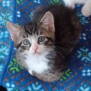 予約になりました　7/42025/7/4掲載■名前:子猫　25-K331■性別:オス■年齢:1ヵ月半くらい　(推定2025/5/15生まれ)■ノミダニ・寄生虫駆除済(フロントラインスプレー・ドロンタール済)■ワクチン接種済(3種1回)人懐っこい兄弟お客さんにもご挨拶に出ます兄弟仲良く部屋の中をおいかけっこして遊んでます■連絡先・受付時間　(両名受付可能・メールでの譲渡受付はしておりません)🐈大嶋　070-3390-3998　9：00～21：00　※留守番電話に切り替わった際はお名前・ご用件・希望の猫の番号等を残していただけると助かります🐈嵯峨　080-3489-9874　月～金曜日　18：30～21：00　土～日曜・祝日　9：00～21：00　※通話中の着信履歴が表示されません　　ショートメールの通知が鳴らないことが多いため　　電話がつながらない時はしばらくしてからおかけ直しをお願いいたします