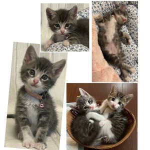 2025/7/4掲載■名前:子猫　25-K330■性別:オス■年齢:1ヵ月半くらい　(推定2025/5/15生まれ)■ノミダニ・寄生虫駆除済(フロントラインスプレー・ドロンタール済)■ワクチン接種済(3種1回)おっとりマイペースな男の子抱っこ大好きの甘えん坊さんヤンコラステップで大人猫さんに挑む勇猛果敢さも持ち合わせていますペットボトルのキャップで遊ぶのがマイブーム■連絡先・受付時間　(両名受付可能・メールでの譲渡受付はしておりません)🐈大嶋　070-3390-3998　9：00～21：00　※留守番電話に切り替わった際はお名前・ご用件・希望の猫の番号等を残していただけると助かります🐈嵯峨　080-3489-9874　月～金曜日　18：30～21：00　土～日曜・祝日　9：00～21：00　※通話中の着信履歴が表示されません　　ショートメールの通知が鳴らないことが多いため　　電話がつながらない時はしばらくしてからおかけ直しをお願いいたします