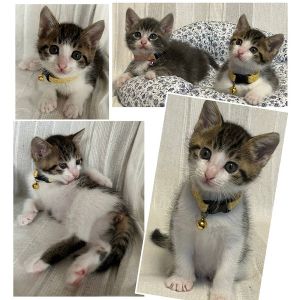 2025/7/4掲載■名前:子猫　25-K332■性別:メス■年齢:1ヵ月半くらい　(推定2025/5/15生まれ)■ノミダニ・寄生虫駆除済(フロントラインスプレー・ドロンタール済)■ワクチン接種済(3種1回)冒険大好き！高い所も平気！でも誰かそばに居ないと鳴いて探してしまう寂しがりやさんです趣味はYouTube鑑賞！■連絡先・受付時間　(両名受付可能・メールでの譲渡受付はしておりません)🐈大嶋　070-3390-3998　9：00～21：00　※留守番電話に切り替わった際はお名前・ご用件・希望の猫の番号等を残していただけると助かります🐈嵯峨　080-3489-9874　月～金曜日　18：30～21：00　土～日曜・祝日　9：00～21：00　※通話中の着信履歴が表示されません　　ショートメールの通知が鳴らないことが多いため　　電話がつながらない時はしばらくしてからおかけ直しをお願いいたします