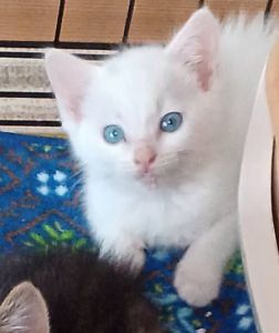 2025/7/4掲載■名前:子猫　25-K329■性別:オス■年齢:1ヵ月半くらい　(推定2025/5/15生まれ)■ノミダニ・寄生虫駆除済(フロントラインスプレー・ドロンタール済)■ワクチン接種済(3種1回)ブルーの目がキレイなイケメン君兄弟仲良く部屋の中をおいかけっこして遊んでます■連絡先・受付時間　(両名受付可能・メールでの譲渡受付はしておりません)🐈大嶋　070-3390-3998　9：00～21：00　※留守番電話に切り替わった際はお名前・ご用件・希望の猫の番号等を残していただけると助かります🐈嵯峨　080-3489-9874　月～金曜日　18：30～21：00　土～日曜・祝日　9：00～21：00　※通話中の着信履歴が表示されません　　ショートメールの通知が鳴らないことが多いため　　電話がつながらない時はしばらくしてからおかけ直しをお願いいたします