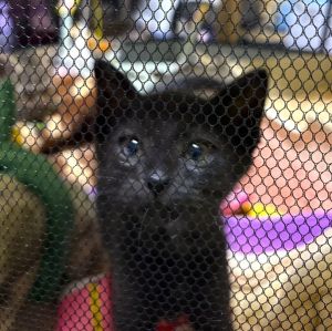 2025/7/7	掲載			■名前：	子猫	25-K65■仮名：	カカオ	■性別：	オス	■年齢：	2か月くらい	■ノミダニ駆除　　済	■寄生虫駆除　　　済	■ワクチン接種　　済（3種混合）	1回目■血液検査	猫エイズ、猫白血病ともに陰性（まだ幼いので、生後6か月位での再検査をおすすめします）			男鹿市で保護されています				とても元気な男の子		兄弟仲良く成長中！				25-K64.65.66は兄弟です		■連絡先：E・佐々木　　電話　080-3489-7436		（仕事の都合により平日は18時半～21時までにお願いします）		