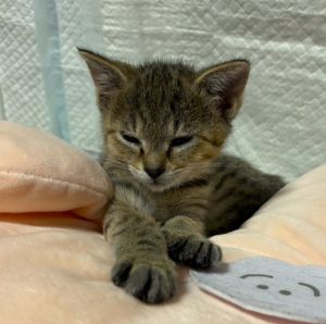 2025/7/7	掲載			■名前：	子猫	25-K66■仮名：	レオ	■性別：	オス	■年齢：	2か月くらい	■ノミダニ駆除　　済	■寄生虫駆除　　　済	■ワクチン接種　　済（3種混合）	1回目■血液検査	猫エイズ、猫白血病ともに陰性（まだ幼いので、生後6か月位での再検査をおすすめします）			男鹿市で保護されています				未熟児で兄弟の中でも小さな子でしたが保護主さんが大事にお世話して下さり、元気に大きくなりました！		兄弟仲良く成長中です写真はちょっと眠たいお顔です		25-K64.65.66は兄弟です		■連絡先：E・佐々木　　電話　080-3489-7436		（仕事の都合により平日は18時半～21時までにお願いします）		