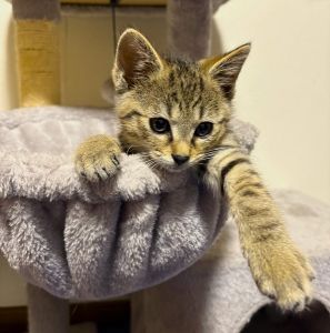 2025/7/7	掲載			■名前：	子猫	25-K64■仮名：	シナモン	■性別：	オス	■年齢：	2か月くらい	■ノミダニ駆除　　済	■寄生虫駆除　　　済	■ワクチン接種　　　済（3種混合）1回目■血液検査	猫エイズ、猫白血病ともに陰性（まだ幼いので、生後6か月位での再検査をおすすめします）			男鹿市で保護されています				とても元気なとら柄の男の子		兄弟仲良く成長中！				25-K64.65.66は兄弟です		■連絡先：E・佐々木　　電話　080-3489-7436		（仕事の都合により平日は18時半～21時までにお願いします）		
