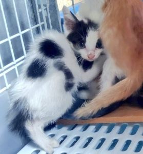 2025/7/9	掲載			■名前：	子猫	25-K69■性別：	確認中	■年齢：	2か月くらい	■ノミダニ駆除　　予定	■寄生虫駆除　　　予定	■ワクチン接種　　予定		横手市で保護されています				白黒牛柄さん		こわがりさんのようで、いつも兄弟の陰に隠れています				25-K67.68.69は兄弟です		■連絡先：E・佐々木　　電話　080-3489-7436		（仕事の都合により平日は18時半～21時までにお願いします）		