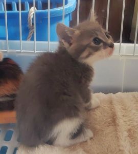 2025/7/9	掲載			■名前：	子猫	25-K68■性別：	確認中	■年齢：	2か月くらい	■ノミダニ駆除　　予定	■寄生虫駆除　　　予定	■ワクチン接種　　予定		横手市で保護されています				ふんわりグレーの毛色です		兄弟元気に過ごしています				25-K67.68.69は兄弟です		■連絡先：E・佐々木　　電話　080-3489-7436		（仕事の都合により平日は18時半～21時までにお願いします）		