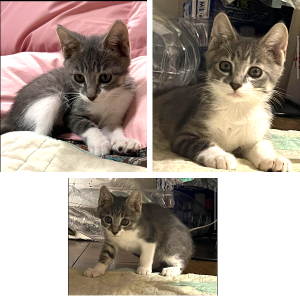 2025/8/6　写真等更新2025/7/9	掲載			■名前：	子猫	25-K68■性別：	確認中	■年齢：	３か月くらい	■ノミダニ駆除　　済（薬品名：ネクスガードキャットコンボ）	■寄生虫駆除　　　済	■ワクチン接種　　予定		横手市で保護されています				ふんわりグレーの毛色ですよく食べよく寝てよく遊び、おトイレも完璧です抱っこすると喉のゴロゴロが止まらない甘えん坊一人遊びが得意でずっと何かにじゃれて遊んでいます一緒に沢山遊んでくださる家族募集！25-K67.68.69は兄弟です		■連絡先：E・佐々木　　電話　080-3489-7436		（仕事の都合により平日は18時半～21時までにお願いします）		