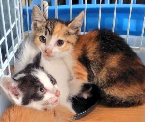 2025/7/9	掲載			■名前：	子猫	25-K67■性別：	メス	■年齢：	2か月くらい	■ノミダニ駆除　　予定	■寄生虫駆除　　　予定	■ワクチン接種　　予定		横手市で保護されています				ミケ柄の女の子		お顔の柄がアシンメトリーで個性的です				25-K67.68.69は兄弟です		■連絡先：E・佐々木　　電話　080-3489-7436		（仕事の都合により平日は18時半～21時までにお願いします）		