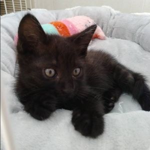 2025/7/16掲載		■名前:子猫　25-K341■性別:オス■年齢:2ヵ月くらい　(推定2025/5/18生まれ)■ノミダニ・寄生虫駆除済(フロントラインスプレー・ドロンタール済)■ワクチン接種済(3種1回)■血液検査済(猫エイズ・猫白血病共に陰性)(幼いので再検査をおすすめいたします)とにかく人懐っこい男の子甘えん坊のデレデレさんです誰にでもフレンドリーお留守番出来ます■連絡先・受付時間　(両名受付可能・メールでの譲渡受付はしておりません)🐈大嶋　070-3390-3998　9：00～21：00　※留守番電話に切り替わった際はお名前・ご用件・希望の猫の番号等を残していただけると助かります🐈嵯峨　080-3489-9874　月～金曜日　18：30～21：00　土～日曜・祝日　9：00～21：00　※通話中の着信履歴が表示されません　　ショートメールの通知が鳴らないことが多いため　　電話がつながらない時はしばらくしてからおかけ直しをお願いいたします