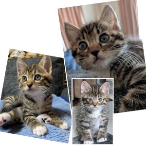 2025/7/15更新■名前:子猫　25-K327■性別:オス■年齢:1ヵ月半くらい　(推定2025/5/19生まれ)■ノミダニ・寄生虫駆除済(フロントラインスプレー・ドロンタール・ネクスガードキャットコンボ済)■ワクチン接種済(3種1回)甘えん坊の男の子名前を呼ぶと、やんのかステップしながら喜んで走って来ます目薬や水を怖がりません常に人のそばにいたがりますまっすぐしっぽ■連絡先・受付時間　(両名受付可能・メールでの譲渡受付はしておりません)🐈大嶋　070-3390-3998　9：00～21：00　※留守番電話に切り替わった際はお名前・ご用件・希望の猫の番号等を残していただけると助かります🐈嵯峨　080-3489-9874　月～金曜日　18：30～21：00　土～日曜・祝日　9：00～21：00　※通話中の着信履歴が表示されません　　ショートメールの通知が鳴らないことが多いため　　電話がつながらない時はしばらくしてからおかけ直しをお願いいたします