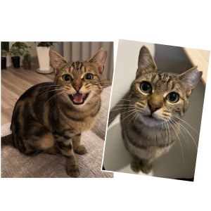 2025/7/16更新■名前:成猫　25-C19　(仮名：みぃこ)■性別:メス■年齢:6ヵ月くらい■ノミダニ・寄生虫駆除済■ワクチン接種済(4種)■血液検査済(猫エイズ・猫白血病共に陰性)■避妊手術済5月に保護した子ですアメショが混じっているような模様で長いまっすぐしっぽです愛嬌があり、名前を呼ぶと「にゃ〜」と返してくれますふわふわの猫じゃらしがお気に入りでよく遊んでいます出来ればお若い方に末永く可愛がっていただきたいです耳の先に避妊済の印のあるさくら猫さんです■連絡先月～金曜日　18：30～21：00土～日曜・祝日　9：00～21：00※通話中の着信履歴が表示されません　ショートメールの通知が鳴らないことが多いため　電話がつながらない時はしばらくしてからおかけ直しをお願いいたします嵯峨　080-3489-9874
