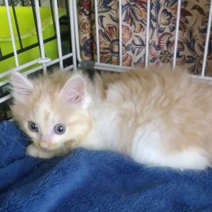 2025/7/16掲載		■名前:子猫　25-K328■性別:オス■年齢:1ヵ月半くらい　(推定2025/5/25生まれ)■ノミダニ・寄生虫駆除済(フロントラインスプレー・ドロンタール済)■ワクチン接種済(3種1回)元気印にゃんこしっかり食べて元気に遊んでいます一匹で保護された子ですがお人形のワンコとひとり遊びも上手お留守番出来ます毛並みがふわふわで少し長め短いしっぽ■連絡先・受付時間　(両名受付可能・メールでの譲渡受付はしておりません)🐈大嶋　070-3390-3998　9：00～21：00　※留守番電話に切り替わった際はお名前・ご用件・希望の猫の番号等を残していただけると助かります🐈嵯峨　080-3489-9874　月～金曜日　18：30～21：00　土～日曜・祝日　9：00～21：00　※通話中の着信履歴が表示されません　　ショートメールの通知が鳴らないことが多いため　　電話がつながらない時はしばらくしてからおかけ直しをお願いいたします