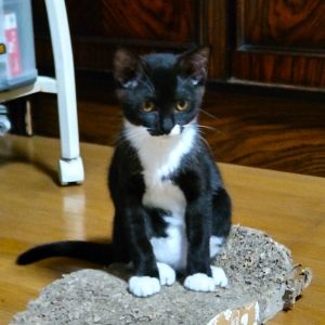 22025/7/16	掲載			■名前：	子猫	25-K70■仮名：	大ちゃん	■性別：	メス	■年齢：	4か月くらい	■ノミダニ駆除　　済（薬品名：アドボケート）	■寄生虫駆除　　　済	■ワクチン接種　　済（3種混合）	1回目		能代市で保護されています				猫じゃらしが大好きな女の子		トイレは猫砂でシッカリ隠す綺麗好き！		25-K70.71.72は兄弟です				■連絡先：E・佐々木　　電話　080-3489-7436		（仕事の都合により平日は18時半～21時までにお願いします）		