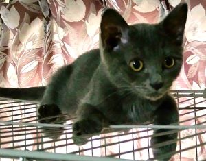 22025/7/16	掲載			■名前：	子猫	25-K72■仮名：	グレーちゃん	■性別：	オス	■年齢：	4か月くらい	■ノミダニ駆除　　済（薬品名：アドボケート）	■寄生虫駆除　　　済	■ワクチン接種　　済（3種混合）	1回目		能代市で保護されています				グレーの毛色の男の子		何にでも興味津々！		トイレの壁やエアーカリカリをして、隠したつもりになっています		25-K70.71.72は兄弟です		■連絡先：E・佐々木　　電話　080-3489-7436		（仕事の都合により平日は18時半～21時までにお願いします）		