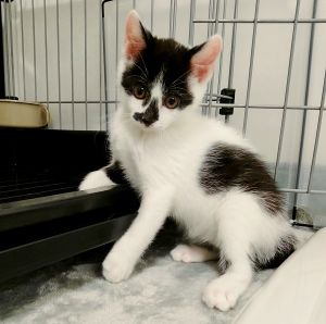 2025/7/18 動画掲載2025/7/17	掲載			■名前：	子猫	25-K73■仮名：	ハチワレくん	■性別：	オス	■年齢：	2か月くらい	■ノミダニ駆除　　済（薬品名：ネクスガードキャットコンボ）	■寄生虫駆除　　　済	■ワクチン接種　　済（3種混合）		秋田市で保護されています				活発で甘えん坊。		ほとんどシャーシャーしない子です。		初対面の人にもスリスリします。				■連絡先：E・佐々木　　電話　080-3489-7436		（仕事の都合により平日は18時半～21時までにお願いします）		