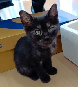 2025/7/19	掲載			■名前：	子猫	25-K74■仮名：		■性別：	メス	■年齢：	2か月くらい	■ノミダニ駆除　　済（薬品名：ネクスガードキャットコンボ）	■寄生虫駆除　　　済	■ワクチン接種　　予定		秋田市で保護されています				人懐っこい女の子です		一人ぼっちで会社内に彷徨って来たところを		会社の皆さんが保護してくださいました				■連絡先：E・佐々木　　電話　080-3489-7436		（仕事の都合により平日は18時半～21時までにお願いします）		