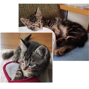 貰われました　8/15予約になりました　7/282025/7/24更新■名前:子猫　25-K324■性別:オス■年齢:2ヵ月半くらい　(推定2025/5/5生まれ)■ノミダニ・寄生虫駆除済(フロントラインスプレー・ドロンタール済)■ワクチン接種済(3種1回)遊ぶの大好き甘えん坊で食いしん坊■連絡先・受付時間　(両名受付可能・メールでの譲渡受付はしておりません)🐈大嶋　070-3390-3998　9：00～21：00　※留守番電話に切り替わった際はお名前・ご用件・希望の猫の番号等を残していただけると助かります🐈嵯峨　080-3489-9874　月～金曜日　18：30～21：00　土～日曜・祝日　9：00～21：00　※通話中の着信履歴が表示されません　　ショートメールの通知が鳴らないことが多いため　　電話がつながらない時はしばらくしてからおかけ直しをお願いいたします