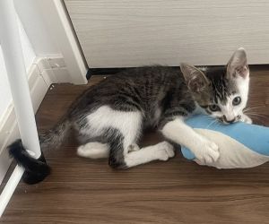 2025/8/9 動画掲載2025/7/28	掲載			■名前：	子猫	25-K78■仮名：	ヤオ	■性別：	メス	■年齢：	2か月くらい	■ノミダニ駆除　済（薬品名：ネクスガードキャットコンボ）	■寄生虫駆除	済	■ワクチン接種	予定■血液検査	猫エイズ、猫白血病ともに陰性（まだ幼いので、生後6か月くらいでの再検査をおすすめします）		秋田市で保護されています				猫風邪でガリガリに痩せて、一人で鳴いたところを保護されました		猫風邪も回復し、今では甘えん坊で、やんちゃで、寂しがり屋さんに変身しました！				■連絡先：E・佐々木　　電話　080-3489-7436		（仕事の都合により平日は18時半～21時までにお願いします）		