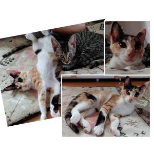 2025/7/28更新		■名前:子猫　25-K318■性別:メス■年齢:2ヵ月半くらい　(推定2025/5/5生まれ)■ノミダニ・寄生虫駆除済(フロントラインスプレー・ドロンタール・ネクスガードキャットコンボ済)■ワクチン接種済(3種2回)おっとりとした女の子鳴かない子ですがお腹すいた時だ鳴いておねだりしますお留守番出来ます■連絡先・受付時間　(両名受付可能・メールでの譲渡受付はしておりません)🐈大嶋　070-3390-3998　9：00～21：00　※留守番電話に切り替わった際はお名前・ご用件・希望の猫の番号等を残していただけると助かります🐈嵯峨　080-3489-9874　月～金曜日　18：30～21：00　土～日曜・祝日　9：00～21：00　※通話中の着信履歴が表示されません　　ショートメールの通知が鳴らないことが多いため　　電話がつながらない時はしばらくしてからおかけ直しをお願いいたします