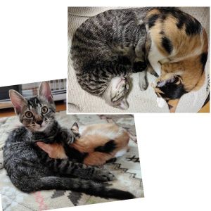 2025/7/15更新		■名前:子猫　25-K317■性別:オス■年齢:2ヵ月半くらい　(推定2025/5/5生まれ)■ノミダニ・寄生虫駆除済(フロントラインスプレー・ドロンタール・ネクスガードキャットコンボ済)■ワクチン接種済(3種2回)ニャーとサイレントニャー使う不思議な子です人が好きで気付くと側で寝ていますお留守番出来ます■連絡先・受付時間　(両名受付可能・メールでの譲渡受付はしておりません)🐈大嶋　070-3390-3998　9：00～21：00　※留守番電話に切り替わった際はお名前・ご用件・希望の猫の番号等を残していただけると助かります🐈嵯峨　080-3489-9874　月～金曜日　18：30～21：00　土～日曜・祝日　9：00～21：00　※通話中の着信履歴が表示されません　　ショートメールの通知が鳴らないことが多いため　　電話がつながらない時はしばらくしてからおかけ直しをお願いいたします