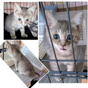 貰われました　8/16予約になりました　7/292025/7/28掲載		■名前:子猫　25-K350■性別:メス■年齢:1ヵ月半くらい　(推定2025/6/10生まれ)■ノミダニ・寄生虫駆除済(フロントラインスプレー・ドロンタール済)■ワクチン接種予定元気ハツラツなんでも遊び道具にして楽しそうです人懐っこく好奇心旺盛人見知り・場所見知りしませんパステル系サビキジ珍しい毛色の美猫さん長いまっすぐしっぽ■連絡先・受付時間　(両名受付可能・メールでの譲渡受付はしておりません)🐈大嶋　070-3390-3998　9：00～21：00　※留守番電話に切り替わった際はお名前・ご用件・希望の猫の番号等を残していただけると助かります🐈嵯峨　080-3489-9874　月～金曜日　18：30～21：00　土～日曜・祝日　9：00～21：00　※通話中の着信履歴が表示されません　　ショートメールの通知が鳴らないことが多いため　　電話がつながらない時はしばらくしてからおかけ直しをお願いいたします
