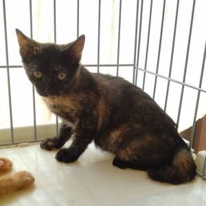 2025/8/21更新■名前:子猫　25-K82■性別:メス■年齢:3ヵ月くらい■ノミダニ・寄生虫駆除済(ネクスガードキャットコンボ済)■ワクチン接種済(３種１回)■母猫の血液検査済(猫エイズ・猫白血病共に陰性)おっとりした性格の兄妹おとなしくほとんど鳴きません人の目を見てサイレントにゃーで話しかけてきますかぎしっぽ母猫の血液検査陰性母猫以外との接触の可能性は低いため猫エイズ・猫白血病のリスクは低いかと思われますトイレ出来ますお留守番出来ます保護主さんのご意向によりこの子に限りますが単身男性男性と親だけの世帯賃貸にお住まいの方若い方だけの世帯への譲渡をお断りする場合がありますのでご了承ください■連絡先月～金曜日　18：30～21：00土～日曜・祝日　9：00～21：00※通話中の着信履歴が表示されません　ショートメールの通知が鳴らないことが多いため　電話がつながらない時はしばらくしてからおかけ直しをお願いいたします※時間外のお電話・メールでの受付はしておりません嵯峨　080-3489-9874
