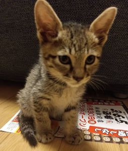 2025/7/30掲載		■名前:子猫　25-K339■性別:オス■年齢:2ヵ月くらい　(推定2025/5/26生まれ)■ノミダニ・寄生虫駆除済(フロントラインスプレー・ドロンタール済)■ワクチン接種予定人懐っこい男の子人の後ろをついて回り遊んで欲しいとかお腹すいたとかおねだりしますボランティアさん宅のお兄さん猫とも仲良く遊んでますお留守番出来ます■連絡先・受付時間　(両名受付可能・メールでの譲渡受付はしておりません)🐈大嶋　070-3390-3998　9：00～21：00　※留守番電話に切り替わった際はお名前・ご用件・希望の猫の番号等を残していただけると助かります🐈嵯峨　080-3489-9874　月～金曜日　18：30～21：00　土～日曜・祝日　9：00～21：00　※通話中の着信履歴が表示されません　　ショートメールの通知が鳴らないことが多いため　　電話がつながらない時はしばらくしてからおかけ直しをお願いいたします