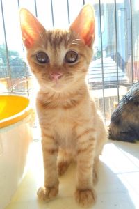 2025/8/21更新■名前:子猫　25-K79■性別:オス■年齢:2ヵ月半くらい■ノミダニ・寄生虫駆除済(ネクスガードキャットコンボ済)■ワクチン接種済(３種１回)■母猫の血液検査済(猫エイズ・猫白血病共に陰性)おっとりした性格の兄妹おとなしくほとんど鳴きません人懐っこく人の目を見てサイレントにゃーで話しかけてきますやさ～しくタッチしてきて遊びに誘いますガチャガチャ走り回る感じが全くなくとても穏やかな子達です長いまっすぐしっぽ母猫の血液検査陰性母猫以外との接触の可能性は低いため猫エイズ・猫白血病のリスクは低いかと思われますトイレ出来ますお留守番出来ます保護主さんのご意向によりこの子に限りますが単身男性男性と親だけの世帯賃貸にお住まいの方若い方だけの世帯への譲渡をお断りする場合がありますのでご了承ください■連絡先月～金曜日　18：30～21：00土～日曜・祝日　9：00～21：00※通話中の着信履歴が表示されません　ショートメールの通知が鳴らないことが多いため　電話がつながらない時はしばらくしてからおかけ直しをお願いいたします※時間外のお電話・メールでの受付はしておりません嵯峨　080-3489-9874