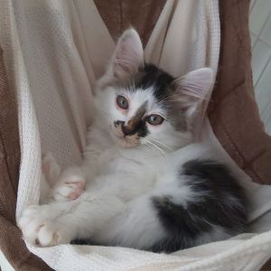 2025/7/30掲載■名前:子猫　25-K83■性別:メス■年齢:2ヵ月くらい■ノミダニ・寄生虫駆除済(マイフリーガード済)■ワクチン接種済(３種１回)ノルウェイジャンフォレストキャット似非常に穏やかで人懐っこい子人にも他の猫にも友好的訪問者にも警戒心が少ないです初めての人にも飼いやすい子かと思われます活発に遊んでいますお留守番出来ます■連絡先月～金曜日　18：30～21：00土～日曜・祝日　9：00～21：00※通話中の着信履歴が表示されません　ショートメールの通知が鳴らないことが多いため　電話がつながらない時はしばらくしてからおかけ直しをお願いいたします※時間外のお電話・メールでの受付はしておりません嵯峨　080-3489-9874