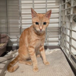 2025/8/1	掲載			■名前：	成猫	25-C22■仮名：	チロル	■性別：	メス	■年齢：	3歳くらい	■ノミダニ駆除　済	■寄生虫駆除　　済	■ワクチン接種　済（3種混合）	■避妊・去勢　　避妊手術　済	■血液検査　　　猫エイズ、猫白血病ともに陰性	秋田市で保護されています				3キロ程度の小柄な猫ちゃんです。		先住猫とも仲良くできる子です。		臆病で甘えん坊ですが肝は据わっていて、掃除機や子供など大きな音や声も問題ありません。		かぎしっぽ。				■連絡先：E・佐々木　　電話　080-3489-7436		（仕事の都合により平日は18時半～21時までにお願いします）