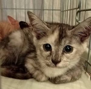 保護主さんが貰い手をみつけました2025/7/30掲載■名前:子猫　25-K81■性別:メス■年齢:2ヵ月半くらい■ノミダニ・寄生虫駆除済(ネクスガードキャットコンボ済)■ワクチン接種済(３種１回)■母猫の血液検査済(猫エイズ・猫白血病共に陰性)おっとりした性格の兄妹おとなしくほとんど鳴きません人の目を見てサイレントにゃーで話しかけてきます母猫の血液検査陰性母猫以外との接触の可能性は低いため猫エイズ・猫白血病のリスクは低いかと思われますトイレ出来ますお留守番出来ます保護主さんのご意向によりこの子に限りますが単身男性男性と親だけの世帯賃貸にお住まいの方若い方だけの世帯への譲渡をお断りする場合がありますのでご了承ください