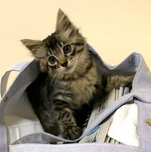 2025/8/2	掲載			■名前：	子猫	25-K84■仮名：	メメ子	■性別：	メス	■年齢：	2ヵ月くらい	■ノミダニ駆除　	済（薬品名：マイフリーガードα　　　　　　　　　　　　　　）	■寄生虫駆除	済	■ワクチン接種	予定秋田市で保護されています				少し毛長ぎみの女の子です		とても元気に成長中です！						■連絡先：E・佐々木　　電話　080-3489-7436		（仕事の都合により平日は18時半～21時までにお願いします）		