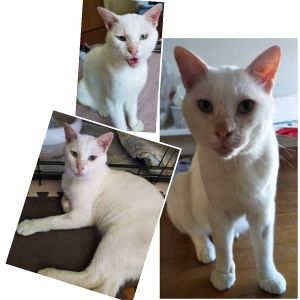 2025/8/5掲載■名前:成猫　25-C23■性別:オス■年齢:３歳くらい■ノミダニ・寄生虫駆除済(ネクスガードキャットコンボ済)■ワクチン接種済■母猫の血液検査済(猫エイズ陽性・猫白血病共陰性)とっても人懐こく穏やかなイケメンナデナデ好き、ゴロゴロスリスリエイズキャリアですが優しい貰い手さんが現れるのを祈ってます✨真っ白で長いしっぽ美しいブルーの目をしています■連絡先月～金曜日　18：30～21：00土～日曜・祝日　9：00～21：00※通話中の着信履歴が表示されません　ショートメールの通知が鳴らないことが多いため　電話がつながらない時はしばらくしてからおかけ直しをお願いいたします※時間外のお電話・メールでの受付はしておりません嵯峨　080-3489-9874